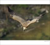 getphpbbimage.php?id=236593