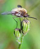 getphpbbimage.php?id=236726