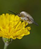 getphpbbimage.php?id=236727