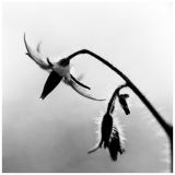 getphpbbimage.php?id=236833