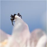 getphpbbimage.php?id=236995