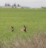 getphpbbimage.php?id=237030