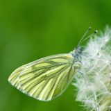 getphpbbimage.php?id=237083