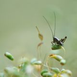 getphpbbimage.php?id=237242