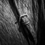 getphpbbimage.php?id=237555