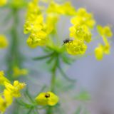 getphpbbimage.php?id=237573