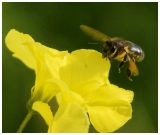 getphpbbimage.php?id=237581