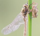 getphpbbimage.php?id=237633