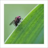 getphpbbimage.php?id=237685