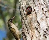 getphpbbimage.php?id=237695