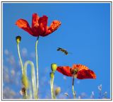 getphpbbimage.php?id=237733