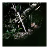 getphpbbimage.php?id=237747