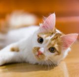 getphpbbimage.php?id=237811