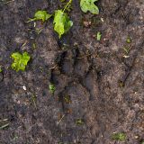 getphpbbimage.php?id=237895