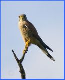 getphpbbimage.php?id=238184