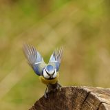 getphpbbimage.php?id=238235