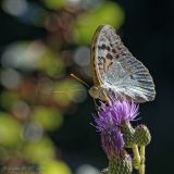 getphpbbimage.php?id=238264