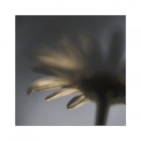 getphpbbimage.php?id=238465