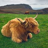 getphpbbimage.php?id=238508