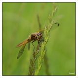 getphpbbimage.php?id=238784