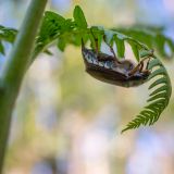 getphpbbimage.php?id=238862