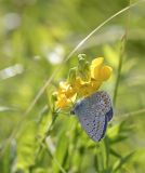 getphpbbimage.php?id=238931