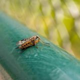 getphpbbimage.php?id=239153