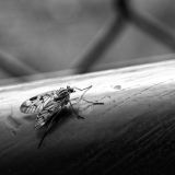 getphpbbimage.php?id=239154