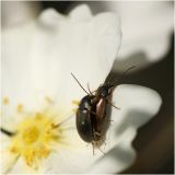 getphpbbimage.php?id=239159