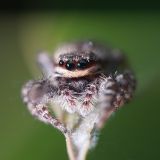 getphpbbimage.php?id=239194