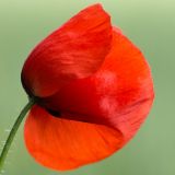 getphpbbimage.php?id=239210