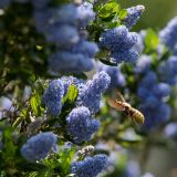 getphpbbimage.php?id=239251