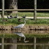 getphpbbimage.php?id=239389