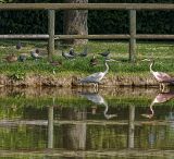 getphpbbimage.php?id=239397