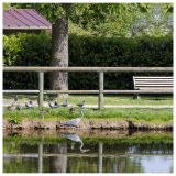 getphpbbimage.php?id=239589