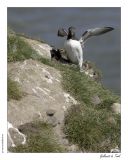 getphpbbimage.php?id=239811