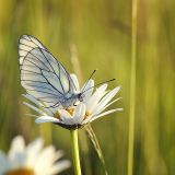 getphpbbimage.php?id=239956