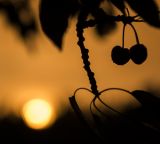 getphpbbimage.php?id=239983