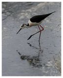 getphpbbimage.php?id=240029