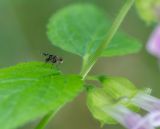 getphpbbimage.php?id=240161