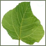 getphpbbimage.php?id=240192