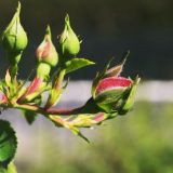 getphpbbimage.php?id=240276