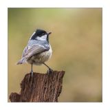 getphpbbimage.php?id=240281