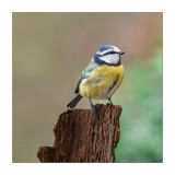 getphpbbimage.php?id=240282