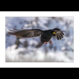 getphpbbimage.php?id=240317