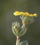 getphpbbimage.php?id=240401