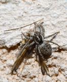 getphpbbimage.php?id=240417