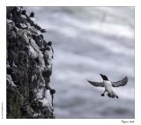 getphpbbimage.php?id=240497