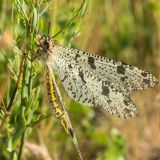 getphpbbimage.php?id=241156