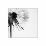 getphpbbimage.php?id=241281